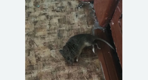 Дезинфекция от мышей в поселке Володарского