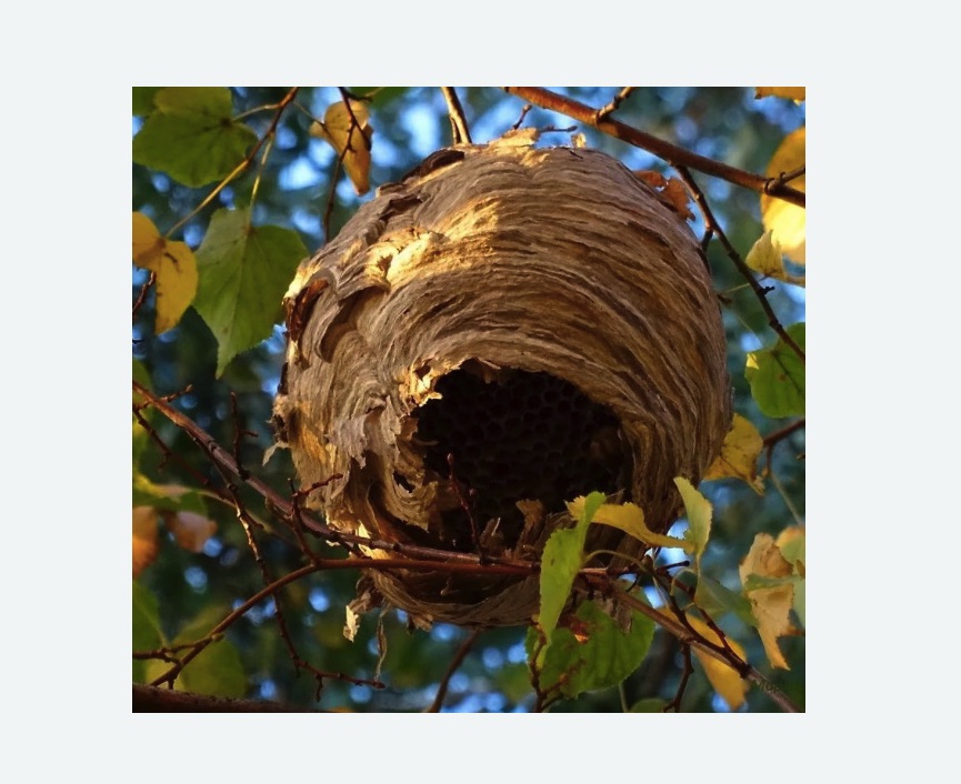 Обработка от шершней в поселке Володарского