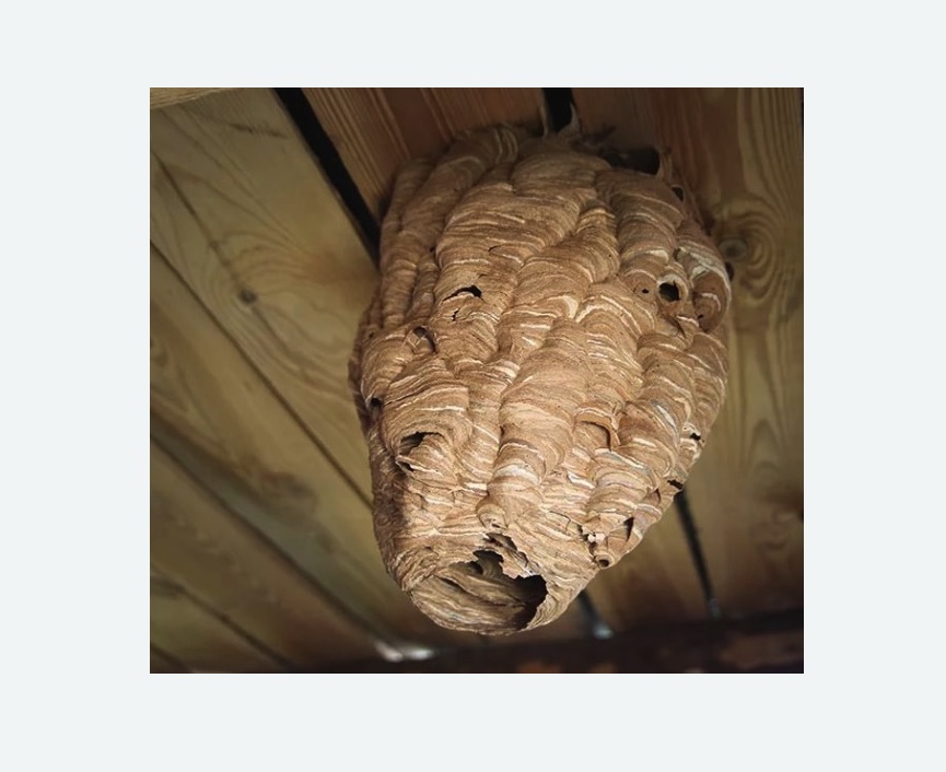 обработка от шершней в поселке Володарского