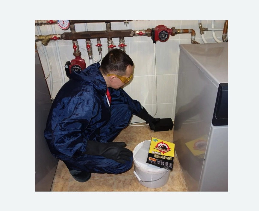 Уничтожение крыс Уничтожение крыс в поселке Володарского